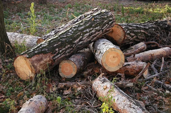 Kusech Dřeva Leží Zemi — Stock fotografie