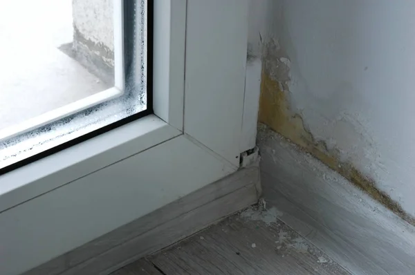 Misted metal-plastik pencere yakınındaki köşede kalıp.