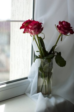 Penceresinde bir vazoda birkaç kırmızı gül.