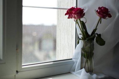 Penceresinde bir vazoda birkaç kırmızı gül.