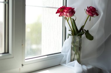 Penceresinde bir vazoda birkaç kırmızı gül.