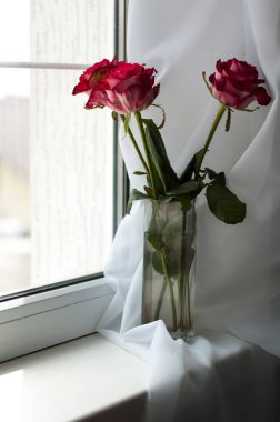 Penceresinde bir vazoda birkaç kırmızı gül.
