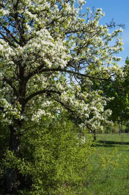 Gökyüzüne karşı eski bir çiçek açması armut.