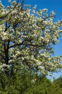 Gökyüzüne karşı eski bir çiçek açması armut.