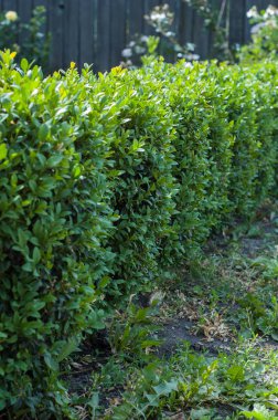 Temiz şimşir bahçede bir satır.