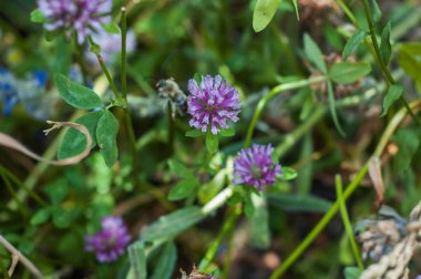 Birkaç çiçek yeşil bir arka plan üzerinde mor yonca.