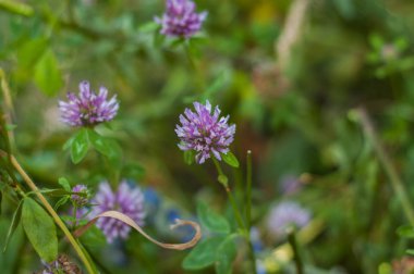 Birkaç çiçek yeşil bir arka plan üzerinde mor yonca.
