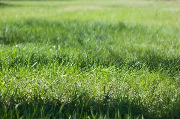 Güneşli bir günde yeşil çim küçük bir parça.