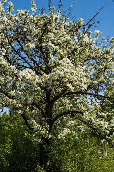 Gökyüzüne karşı eski bir çiçek açması armut.