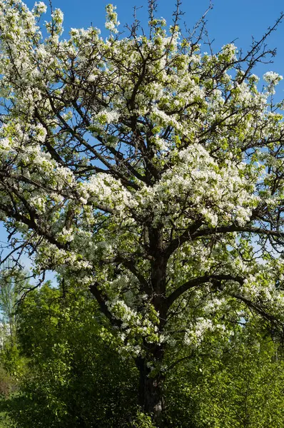 Old Blossoming Pear Sky — Stock Photo, Image