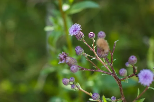 Кілька Квітів Фіолетової Конюшини Фоні Зелені — стокове фото