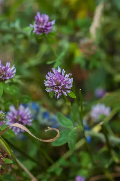 Кілька Квітів Фіолетової Конюшини Фоні Зелені — стокове фото