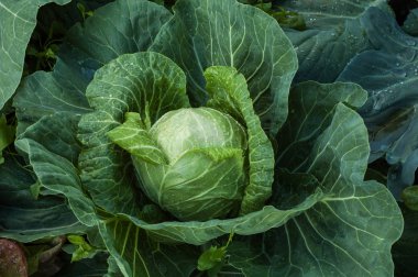 Bahçe, yakın çekim içinde yetişen her zamanki lahana.