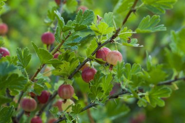 Bektaşi çeşitli meyveler bir bush asmak.