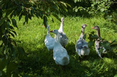 Kazlar yeşil bahçesinde yaz aylarında otlatmak..