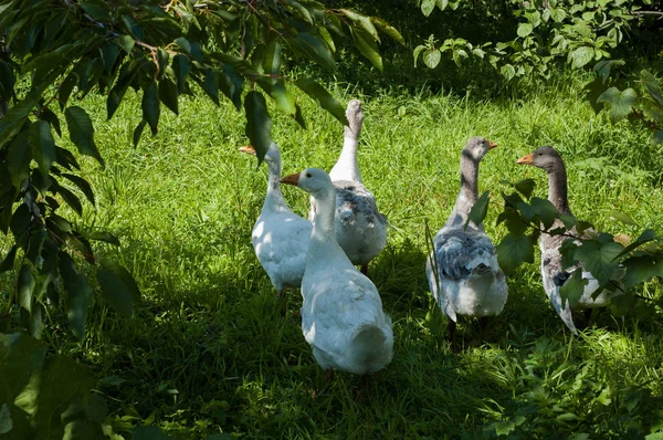 Kazlar yeşil bahçesinde yaz aylarında otlatmak..