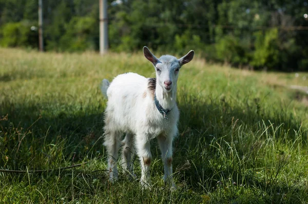 Las Cabras Pastan Pasto Cerca Del Fotógrafo —  Fotos de Stock