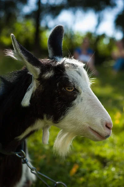 Las Cabras Pastan Pasto Cerca Del Fotógrafo — Foto de Stock