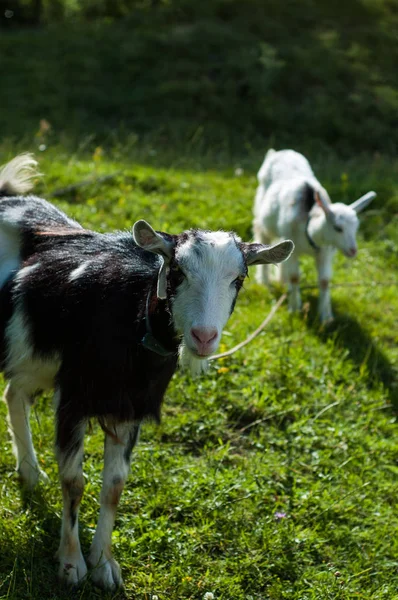 Las Cabras Pastan Pasto Cerca Del Fotógrafo — Foto de Stock