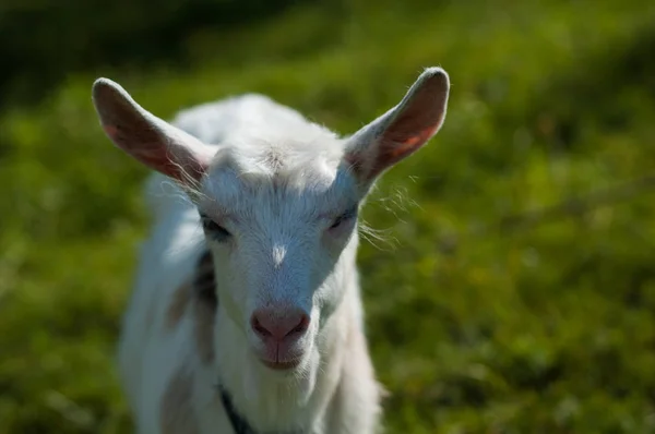 Las Cabras Pastan Pasto Cerca Del Fotógrafo — Foto de Stock