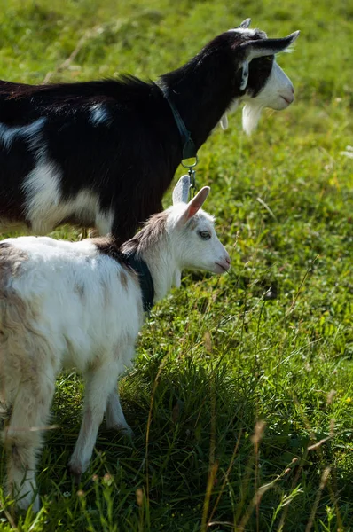 Pasą Się Kozy Pastwisku Pobliżu Fotograf — Zdjęcie stockowe