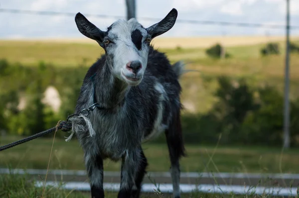 Las Cabras Pastan Pasto Cerca Del Fotógrafo — Foto de Stock