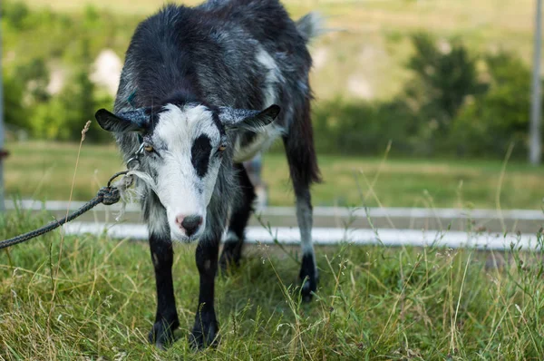 Las Cabras Pastan Pasto Cerca Del Fotógrafo — Foto de Stock