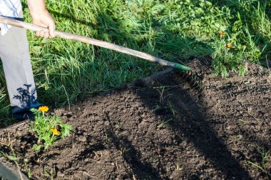 Bir adam tırmık ile toprak üzerinde çalışıyor..