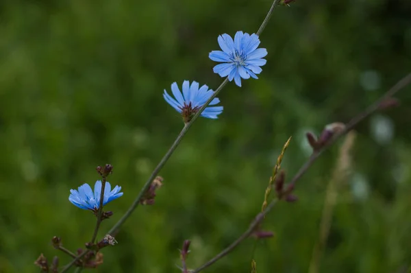 Fiore Cicoria Blu Campo Sfondo Verde — Foto Stock