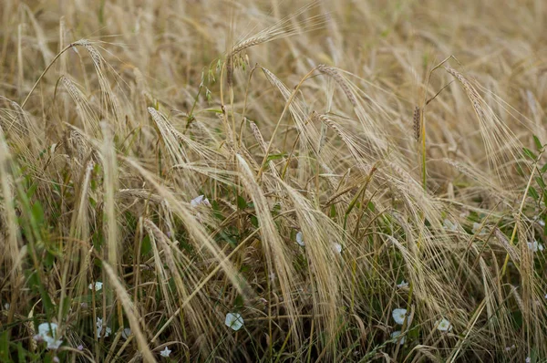 Зрілі Жовті Вуха Пшениці Влітку Крупним Планом — стокове фото
