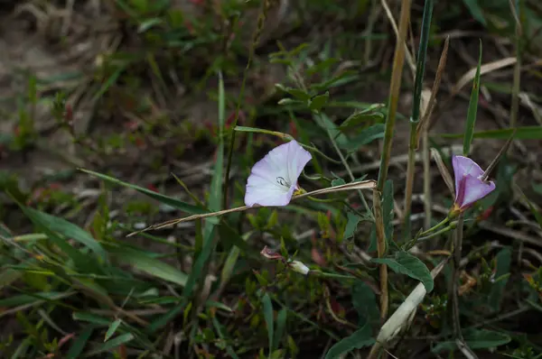 Blaue Blume Auf Einem Feld Vor Grünem Hintergrund — Stockfoto