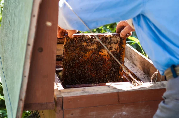 一位年长的养蜂人仔细检查蜂房附近的蜂房 — 图库照片