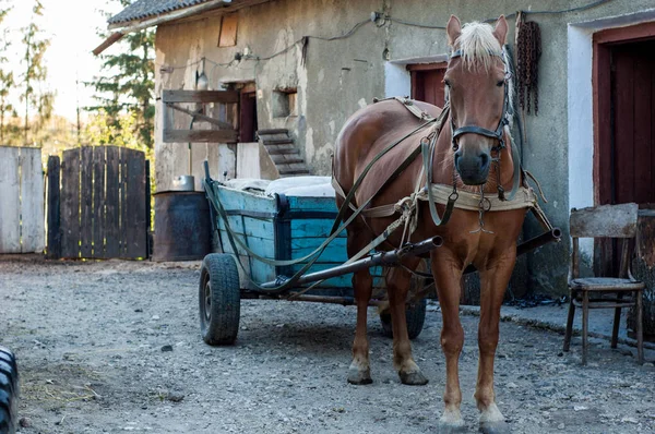 The brown horse is harnessed to the cart.