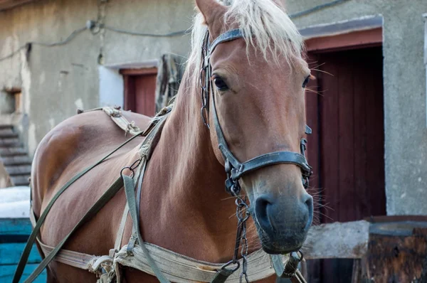 Cavalo Marrom Aproveitado Para Carrinho — Fotografia de Stock