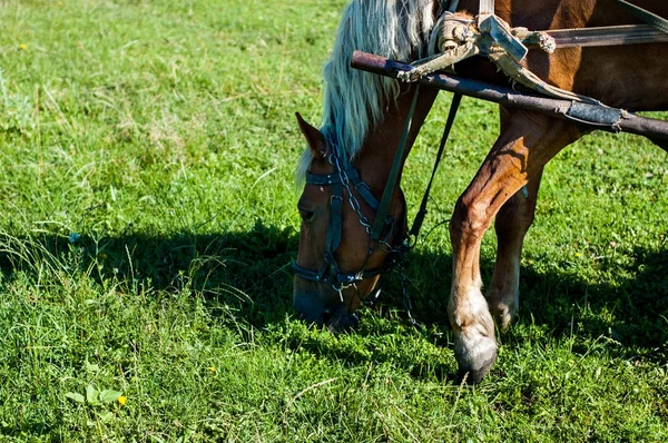 Hnědý Kůň Využívá Vozíku — Stock fotografie