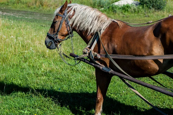 Cavalo Marrom Aproveitado Para Carrinho — Fotografia de Stock