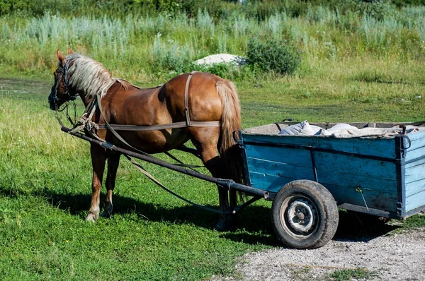 Brown Horse Harnessed Cart — Stock Photo, Image