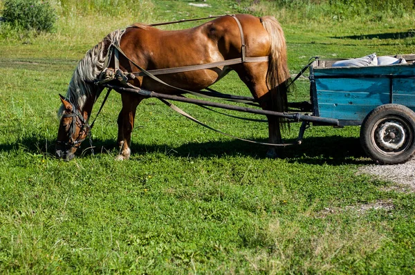 Kuda Cokelat Dimanfaatkan Untuk Gerobak — Stok Foto
