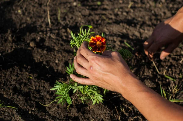 Les Mains Homme Qui Travaille Dans Terre Dessus Plantation Fleurs — Photo