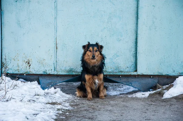 Ein Gewöhnlicher Hund Sitzt Der Nähe Des Tores Und Bewacht — Stockfoto