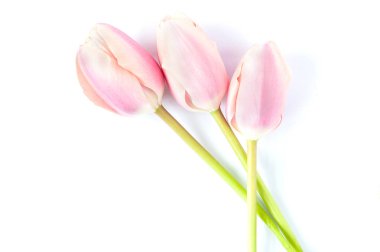 Beyaz arka planda üç pembe lale..