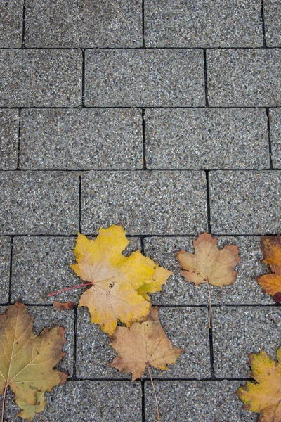 Gelbe Blätter Liegen Herbst Auf Dem Gehweg — Stockfoto