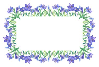 Frame.Watercolor resimde crocus ya da mor çiçekler beyaz bir background.bouquet üzerinde safran ile. Tebrik kartları, düğün davetiyeleri, doğum günü, bahar ya da yaz tatil kullanılabilir.