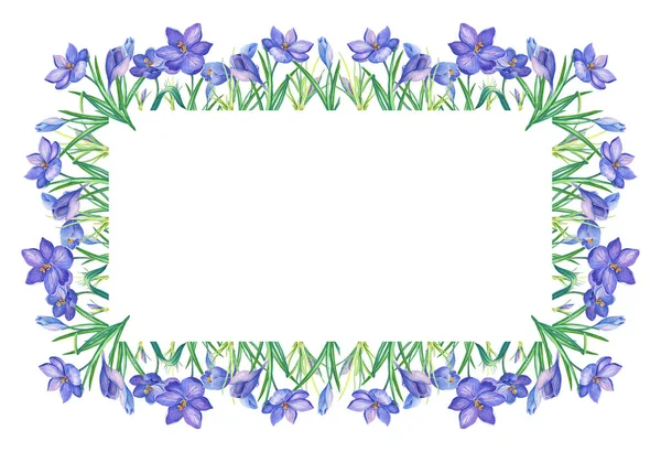 Frame Illustrazione Acquerello Con Croco Zafferano Sfondo Bianco Bouquet Fiori — Foto Stock