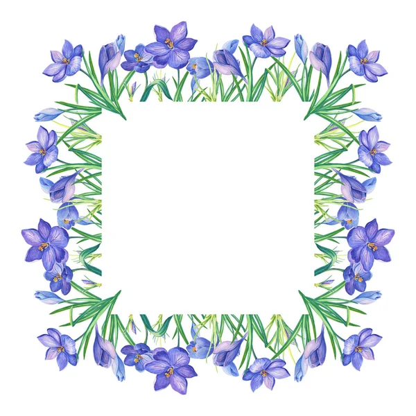 Ilustración Acuarela Con Azafrán Azafrán Background Bouquet Blanco Flores Púrpuras — Foto de Stock