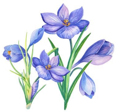 Güzel bahar çiğdemler ile seamless modeli. Beyaz zemin üzerine safran çiçekleri. Sulu boya resim. Hediye sarma, kumaş, kağıt, kartpostallar ve Web sitesi tasarımı için yazdırma.