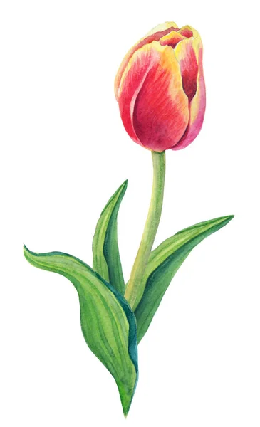 Aquarelle Illustration Florale Une Belle Tulipe Sur Fond Blanc Carte — Photo