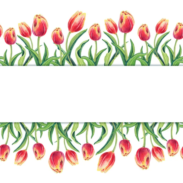 Printemps Beau Fond Blanc Tulipes Illustration Aquarelle Jolie Carte Vœux — Photo