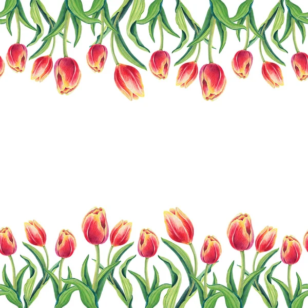 Весенние Тюльпаны Белом Фоне Симпатичная Открытка Красные Желтые Оранжевые Цветы — стоковое фото