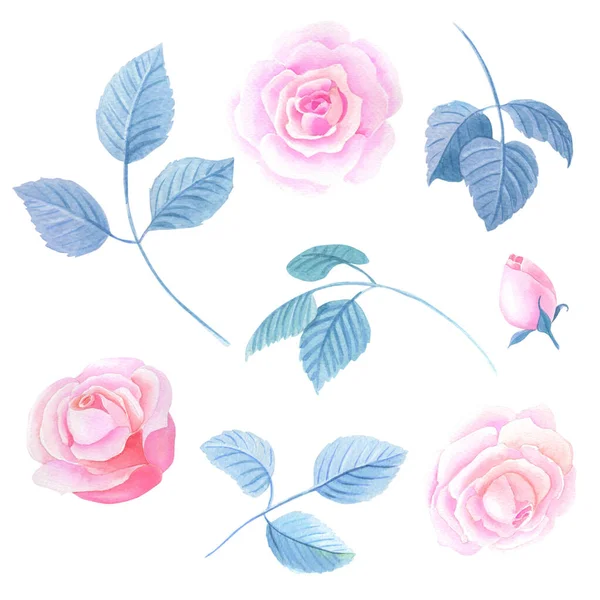 Watercolor Pink roses.Floral set.Flowers on a white background.Watercolour Illustration.